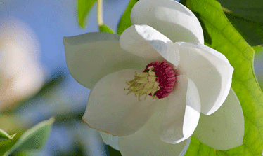 How To Grow Magnolias