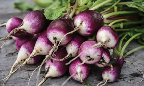 How To Grow Radishes