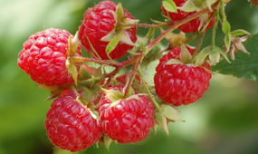 How To Grow Raspberries