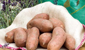How To Grow Sweet Potatoes