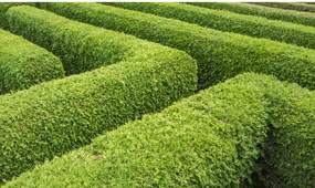 How To Plant Hedging