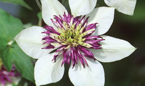 How To Prune a Clematis