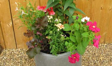 In the Pink Patio Container Design
