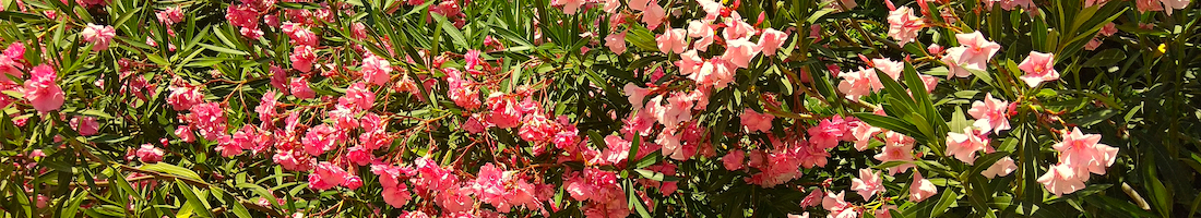 oleander shrub