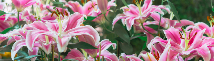 cottage garden flowers
