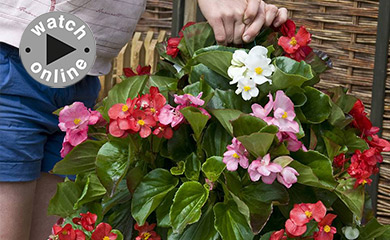 How to Plant Up a Patio Bag 