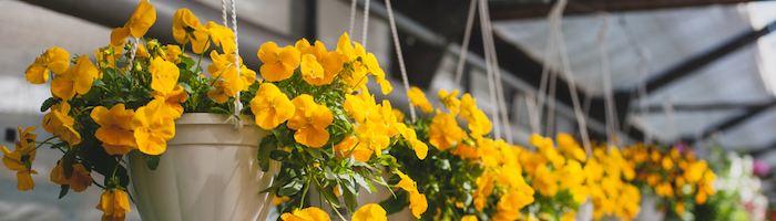 petunias in hanging baskets