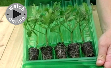 >How to Grow Tomatoes from Plug Plants