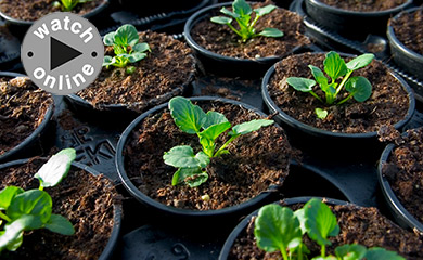 How to Grow Plug Plants