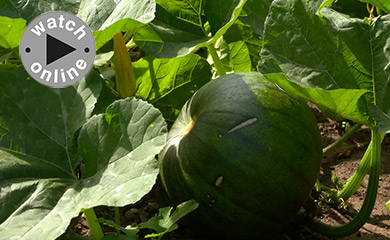 >How to grow pumpkins. Part 3: Feeding and pollination