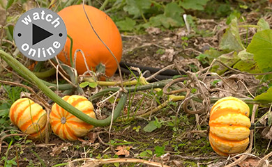 >How to grow pumpkins. Part 4: Harvesting