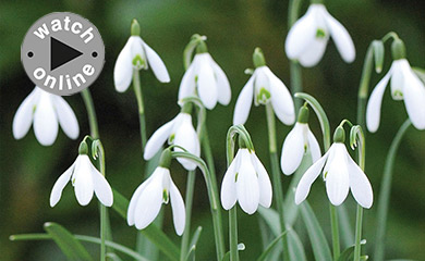 How to Plant Snowdrops and Other Bulbs in the Green