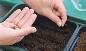 How To Sow Small Seeds