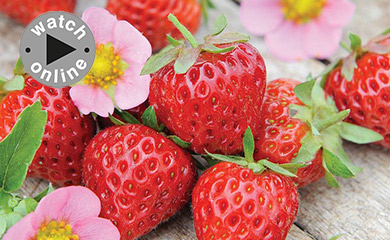 How to Plant up Strawberry Plants