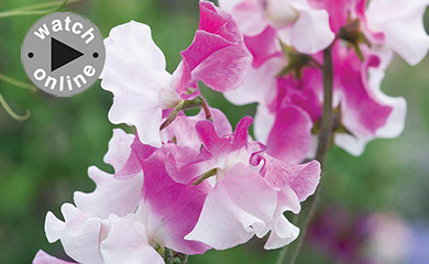How to sow and grow sweet peas