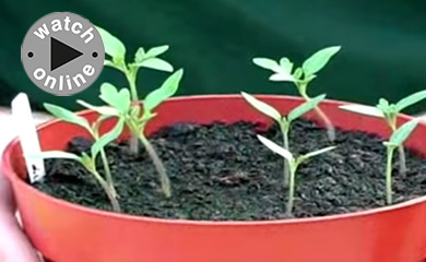 >How to Sow Tomato Seeds