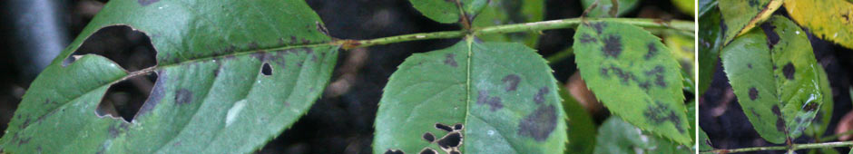 Fungal Leaf Spot - Diseases