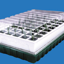propagator in watering tray