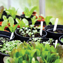 seedlings