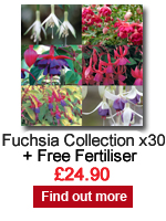 Fuchsia Collection x 30