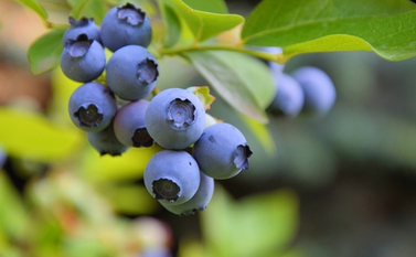 blueberries in December