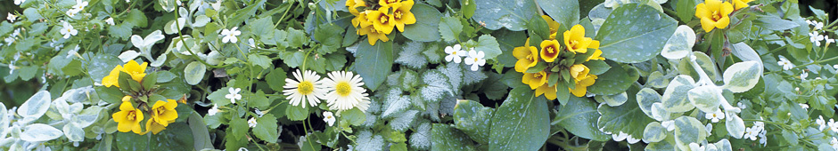 Planting up hanging baskets video