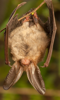 Hanging bat