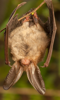 Thompson & Morgan hanging bat Hanging bat