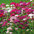 Perennial Plants