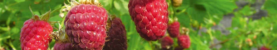 Growing raspberries video