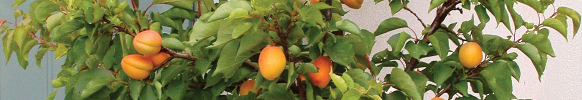 Apricot Bacterial Canker - Diseases