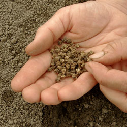 Beetroot Seeds in hand