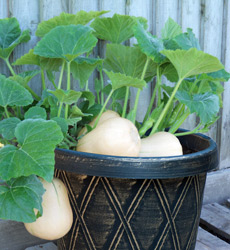 butternut squash Butterbush