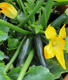 caring for Courgette Midnight