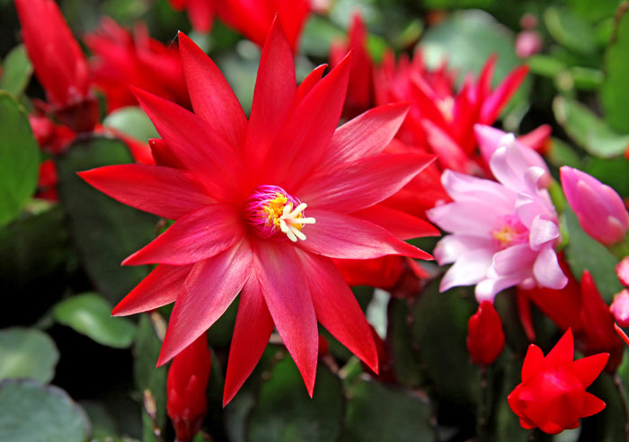 easter-cactus