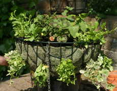 Planted hanging basket