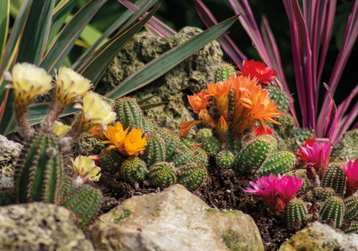 hardy outdoor cactus