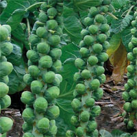 How to grow brussels sprouts