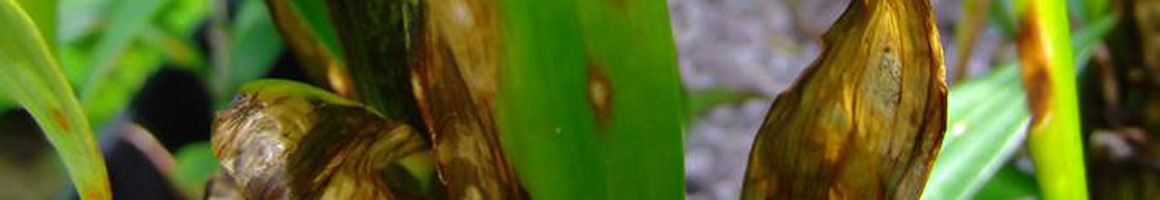 Leaf Blight - Diseases