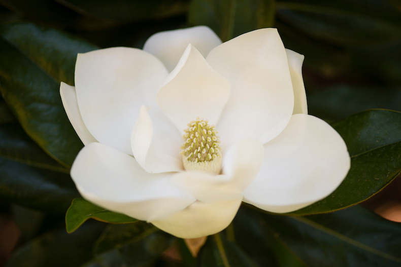 Magnolia 'Grandiflora Alta' from Thompson & Morgan