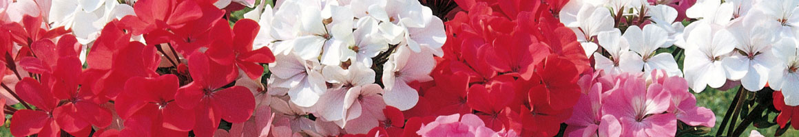 Blackleg - Diseases