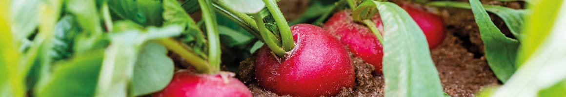 How to grow Radishes