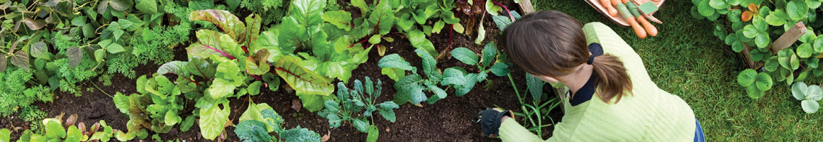 How to Grow Plants in Raised Beds