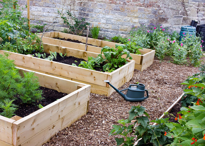 raised bed vegetable garden