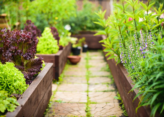 pathway through raised beds