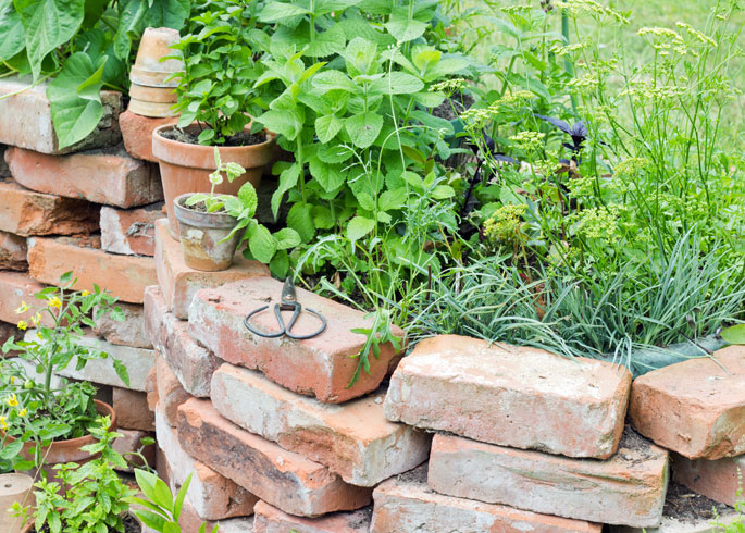 raised bed with herbs