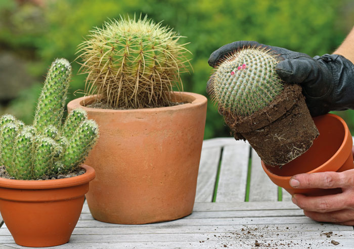 Repotting cacti