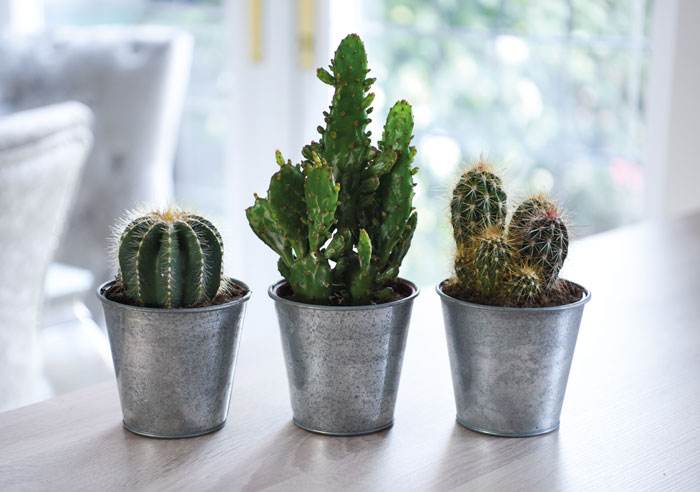 row of cacti on windowsill
