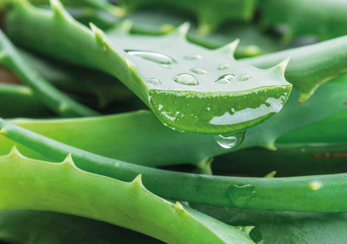 sliced aloe leaf