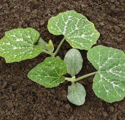 sown butternut squash plant from seed
